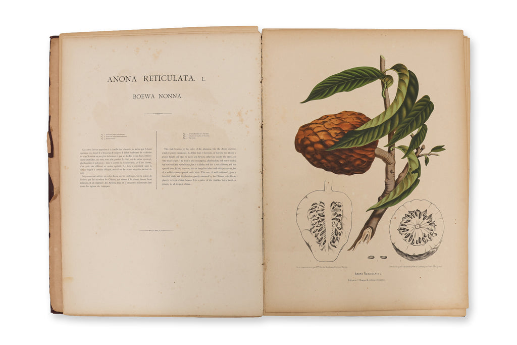 FLEURS, FRUITS ET FEUILLAGES CHOISIS DE L'ILE DE JAVA, BERTHE HOOLA VAN NOOTEN, C. 1880