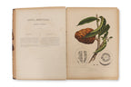 FLEURS, FRUITS ET FEUILLAGES CHOISIS DE L'ILE DE JAVA, BERTHE HOOLA VAN NOOTEN, C. 1880