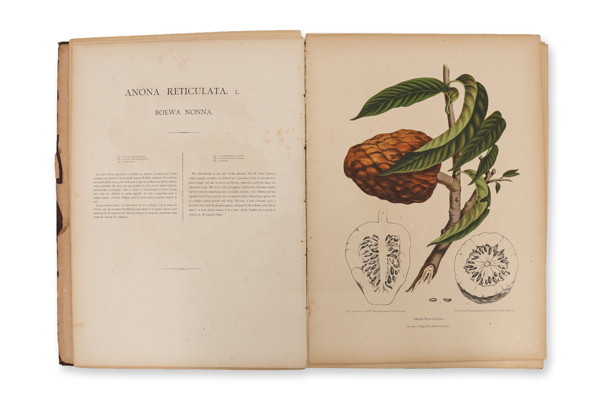 FLEURS, FRUITS ET FEUILLAGES CHOISIS DE L'ILE DE JAVA, BERTHE HOOLA VAN NOOTEN, C. 1880