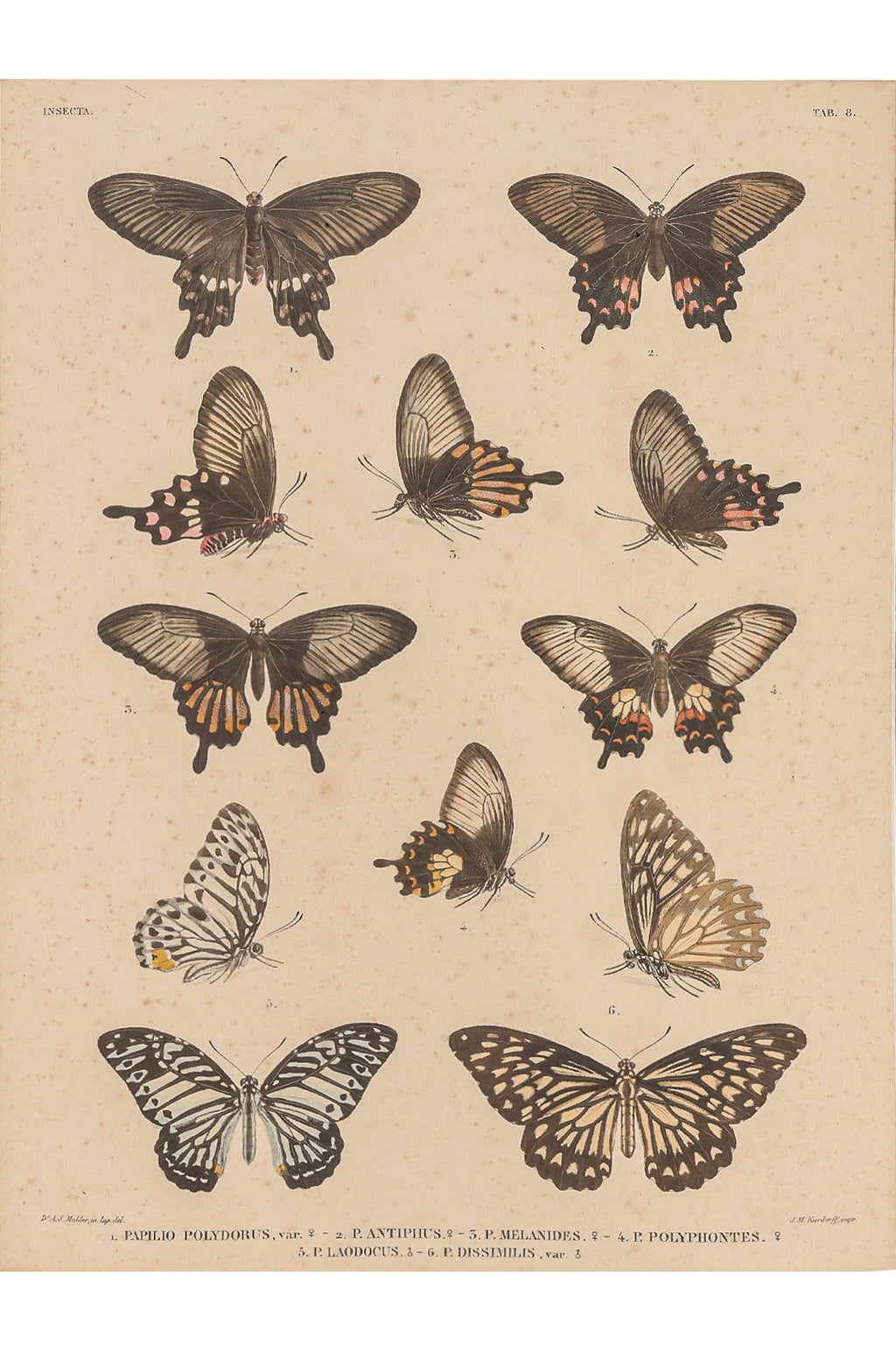 A GROUP OF FOUR STUDIES OF BUTTERFLIES, WILLEM JOHANNES GORDON, 1839-47