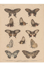 A GROUP OF FOUR STUDIES OF BUTTERFLIES, WILLEM JOHANNES GORDON, 1839-47