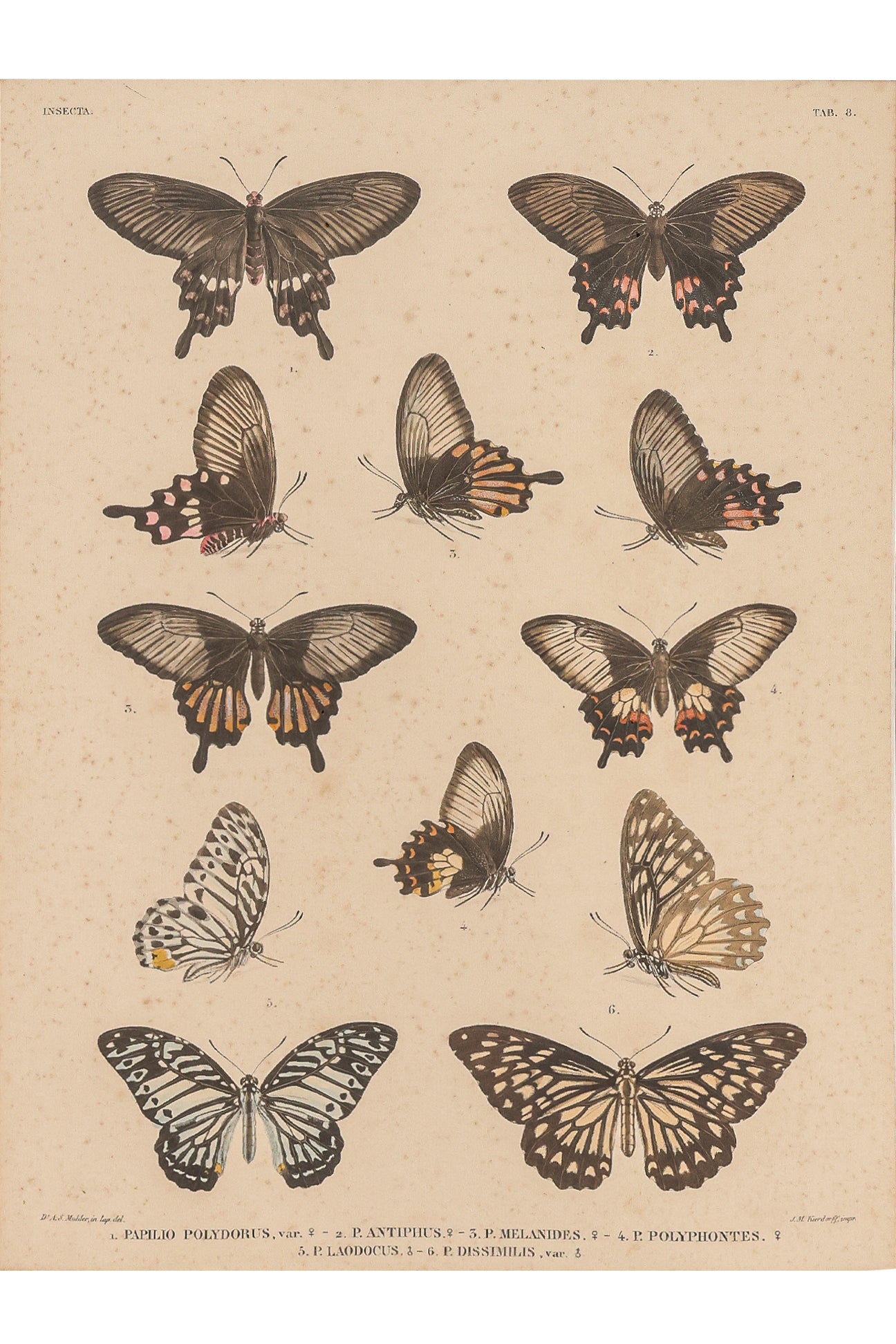 A GROUP OF FOUR STUDIES OF BUTTERFLIES, WILLEM JOHANNES GORDON, 1839-47