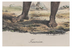 THREE HAND-COLOURED ETHNOGRAPHIC ENGRAVINGS, J ARAGO, 1842