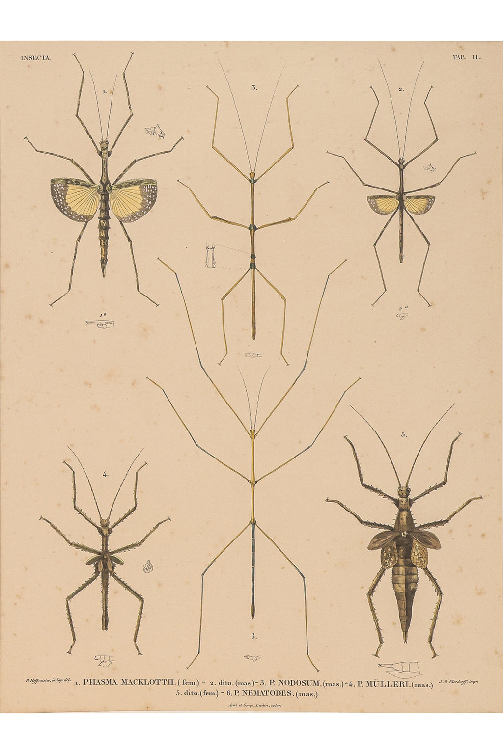 A GROUP OF FOUR STUDIES OF INSECTS, WILLEM JOHANNES GORDON, 1839-47