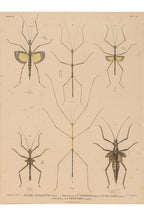 A GROUP OF FOUR STUDIES OF INSECTS, WILLEM JOHANNES GORDON, 1839-47