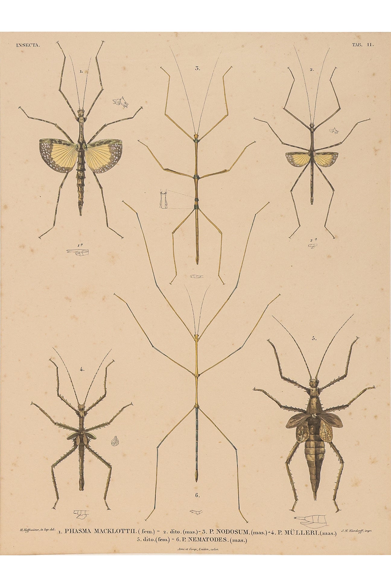 A GROUP OF FOUR STUDIES OF INSECTS, WILLEM JOHANNES GORDON, 1839-47