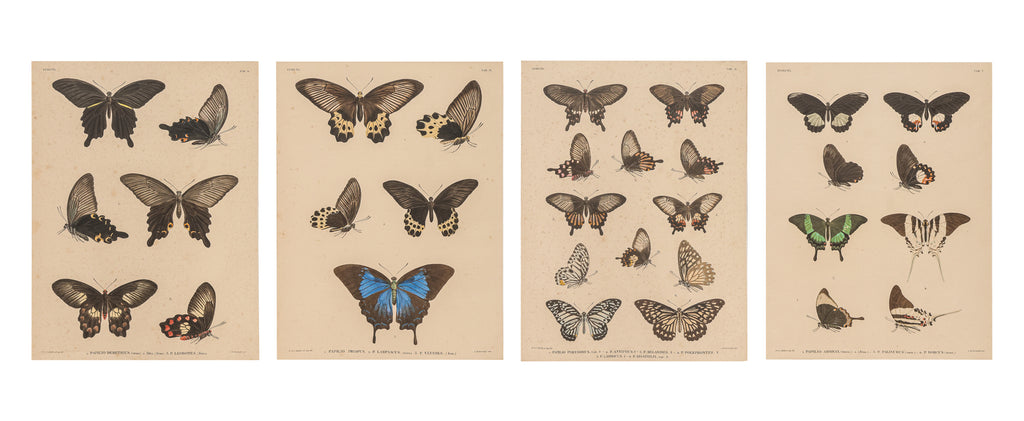 A GROUP OF FOUR STUDIES OF BUTTERFLIES, WILLEM JOHANNES GORDON, 1839-47
