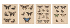 A GROUP OF FOUR STUDIES OF BUTTERFLIES, WILLEM JOHANNES GORDON, 1839-47