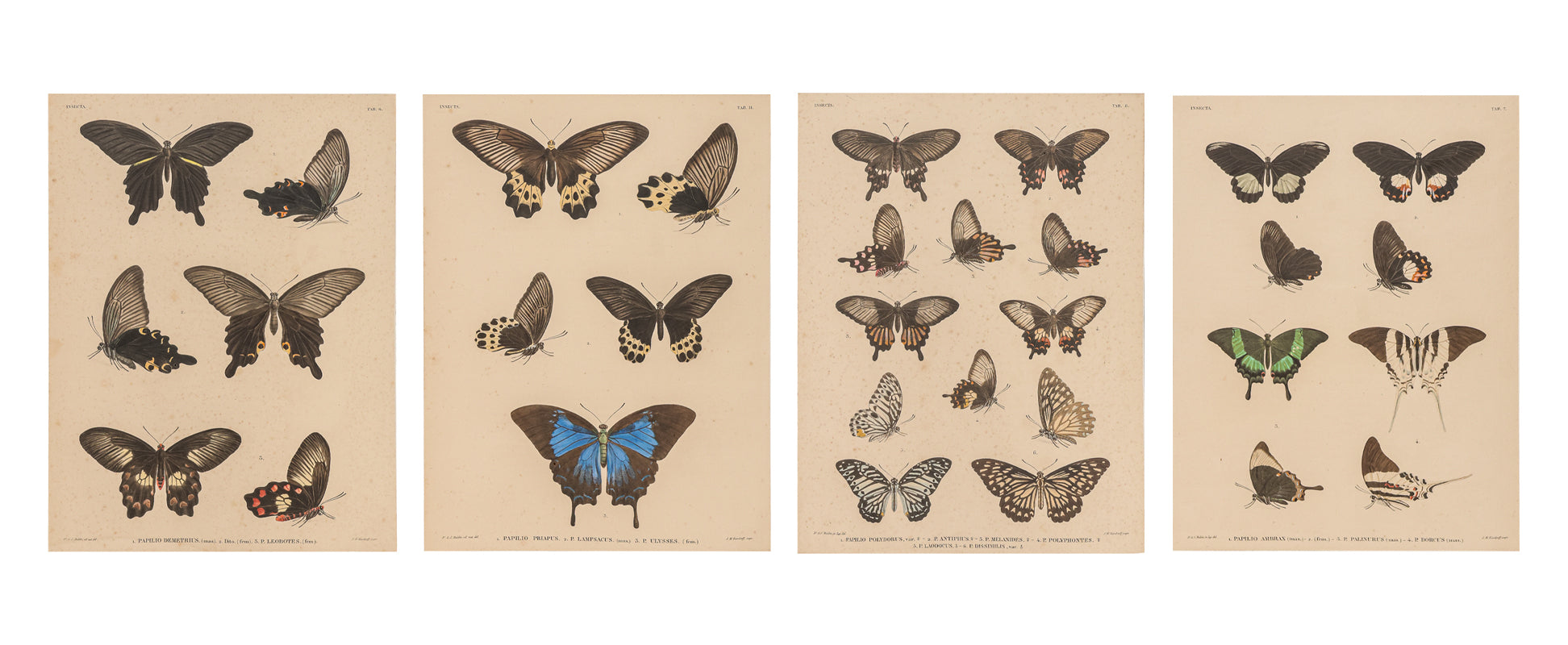 A GROUP OF FOUR STUDIES OF BUTTERFLIES, WILLEM JOHANNES GORDON, 1839-47