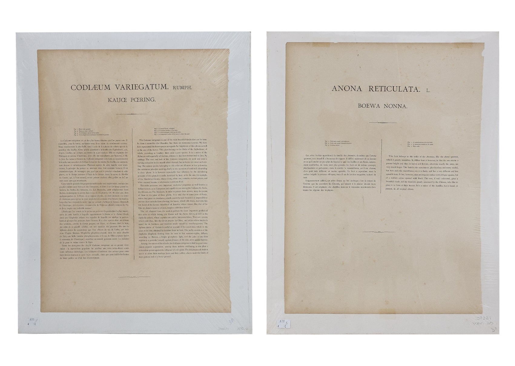 AFTER HOOLA VAN NOOTEN (1840-1885) - TWO BOTANICAL LITHOGRAPHS, CIRCA 1863-1890