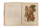 FLEURS, FRUITS ET FEUILLAGES CHOISIS DE L'ILE DE JAVA, BERTHE HOOLA VAN NOOTEN, C. 1880