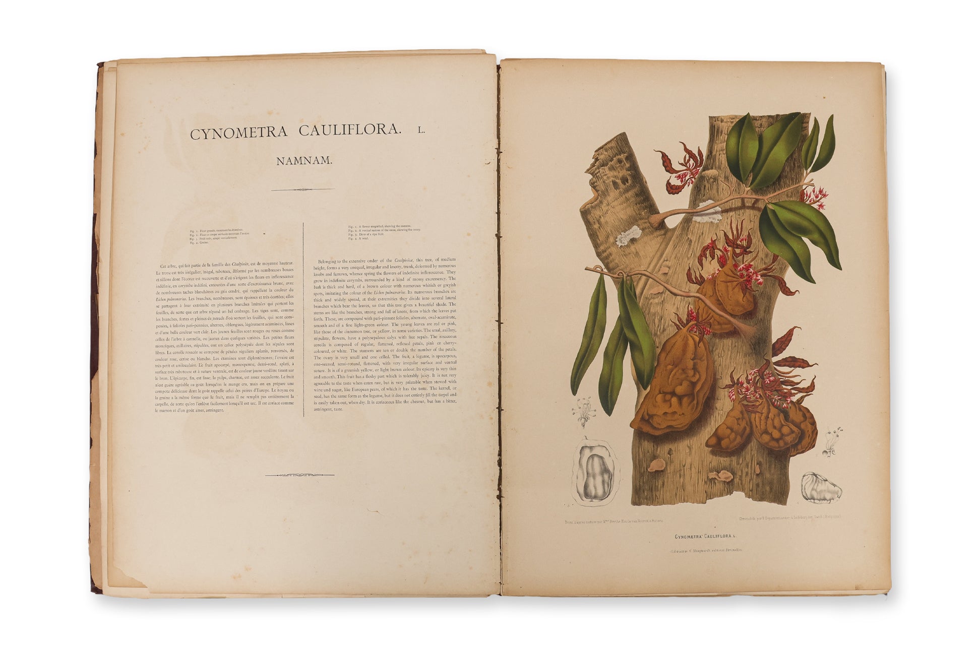 FLEURS, FRUITS ET FEUILLAGES CHOISIS DE L'ILE DE JAVA, BERTHE HOOLA VAN NOOTEN, C. 1880