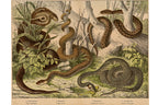 A GROUP OF SIX STUDIES OF ANIMALS, JAKOB FERDINAND SCHREIBER, C. 1886
