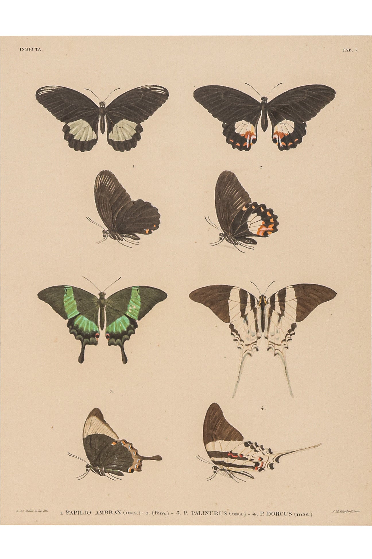 A GROUP OF FOUR STUDIES OF BUTTERFLIES, WILLEM JOHANNES GORDON, 1839-47
