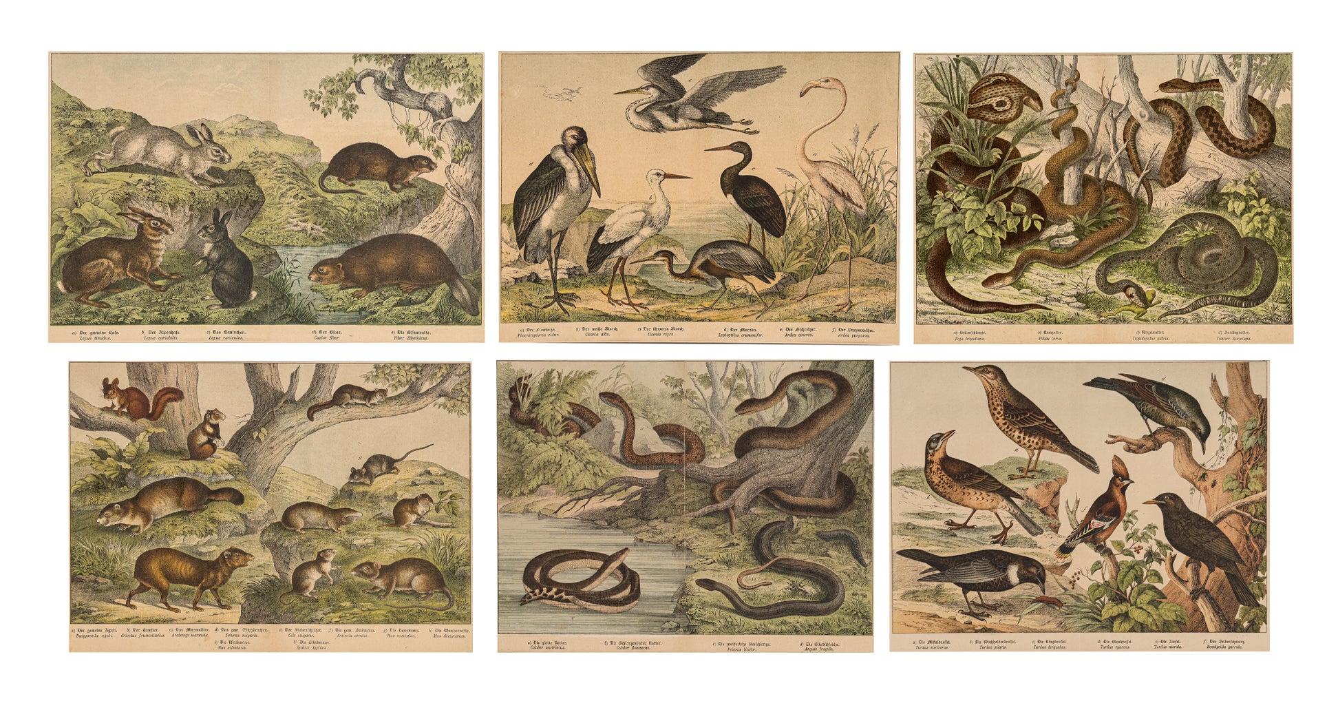 A GROUP OF SIX STUDIES OF ANIMALS, JAKOB FERDINAND SCHREIBER, C. 1886