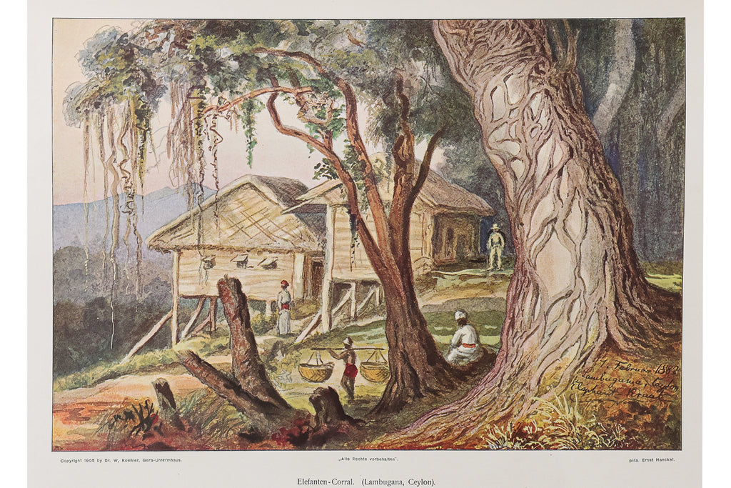 ERNST HAECKELS WANDERBILDER. NACH EIGENEN AQUARELLEN UND OLGEMALDEN, 1905