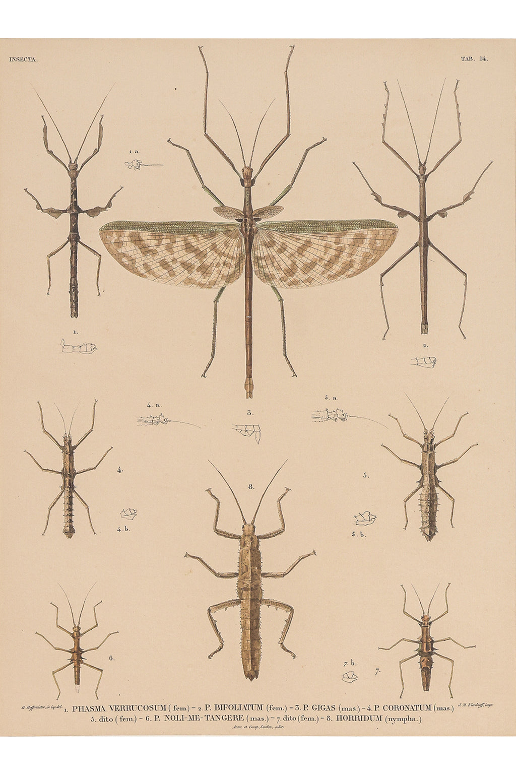 A GROUP OF FOUR STUDIES OF INSECTS, WILLEM JOHANNES GORDON, 1839-47
