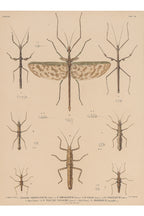 A GROUP OF FOUR STUDIES OF INSECTS, WILLEM JOHANNES GORDON, 1839-47