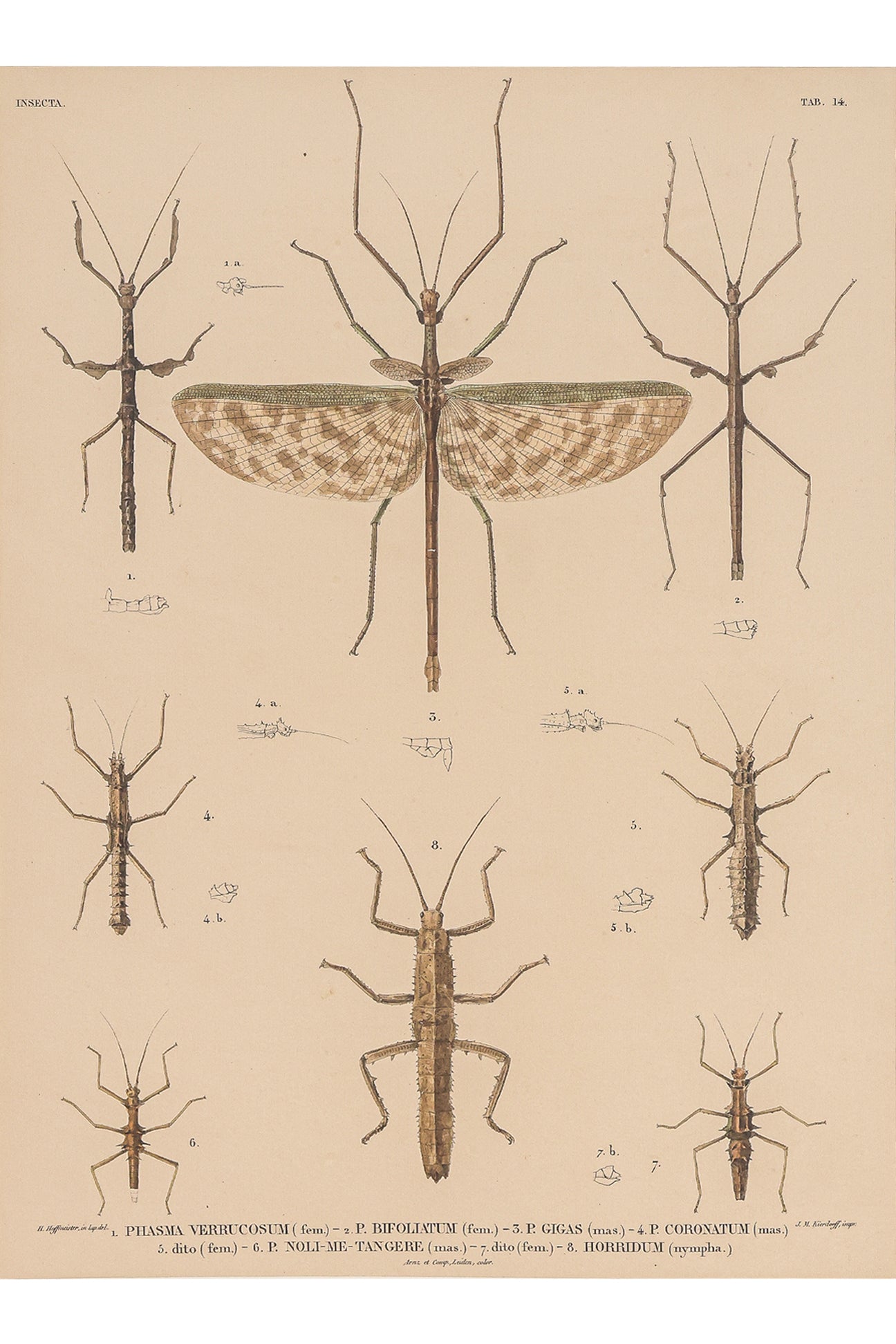 A GROUP OF FOUR STUDIES OF INSECTS, WILLEM JOHANNES GORDON, 1839-47