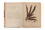 FLEURS, FRUITS ET FEUILLAGES CHOISIS DE L'ILE DE JAVA, BERTHE HOOLA VAN NOOTEN, C. 1880