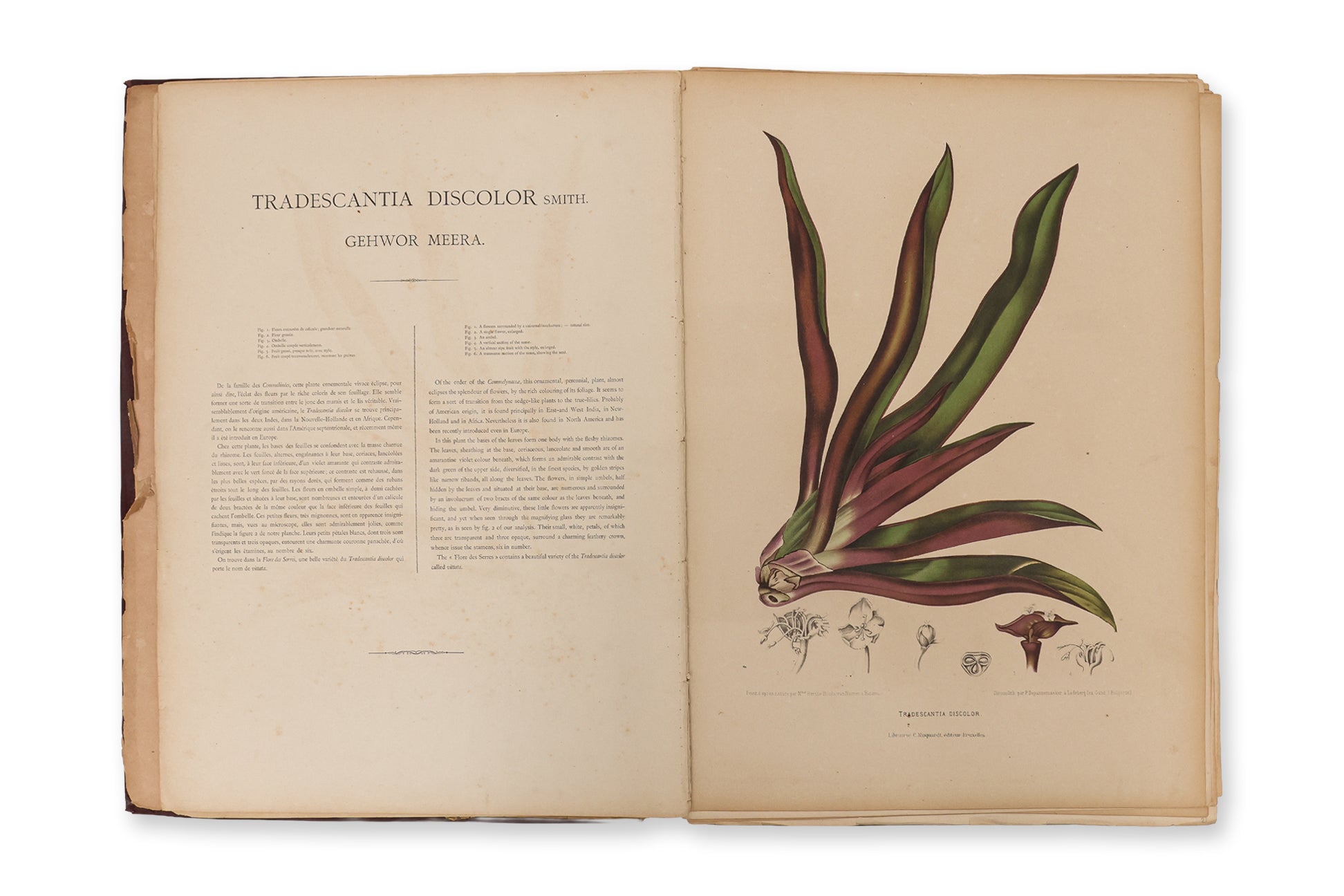 FLEURS, FRUITS ET FEUILLAGES CHOISIS DE L'ILE DE JAVA, BERTHE HOOLA VAN NOOTEN, C. 1880