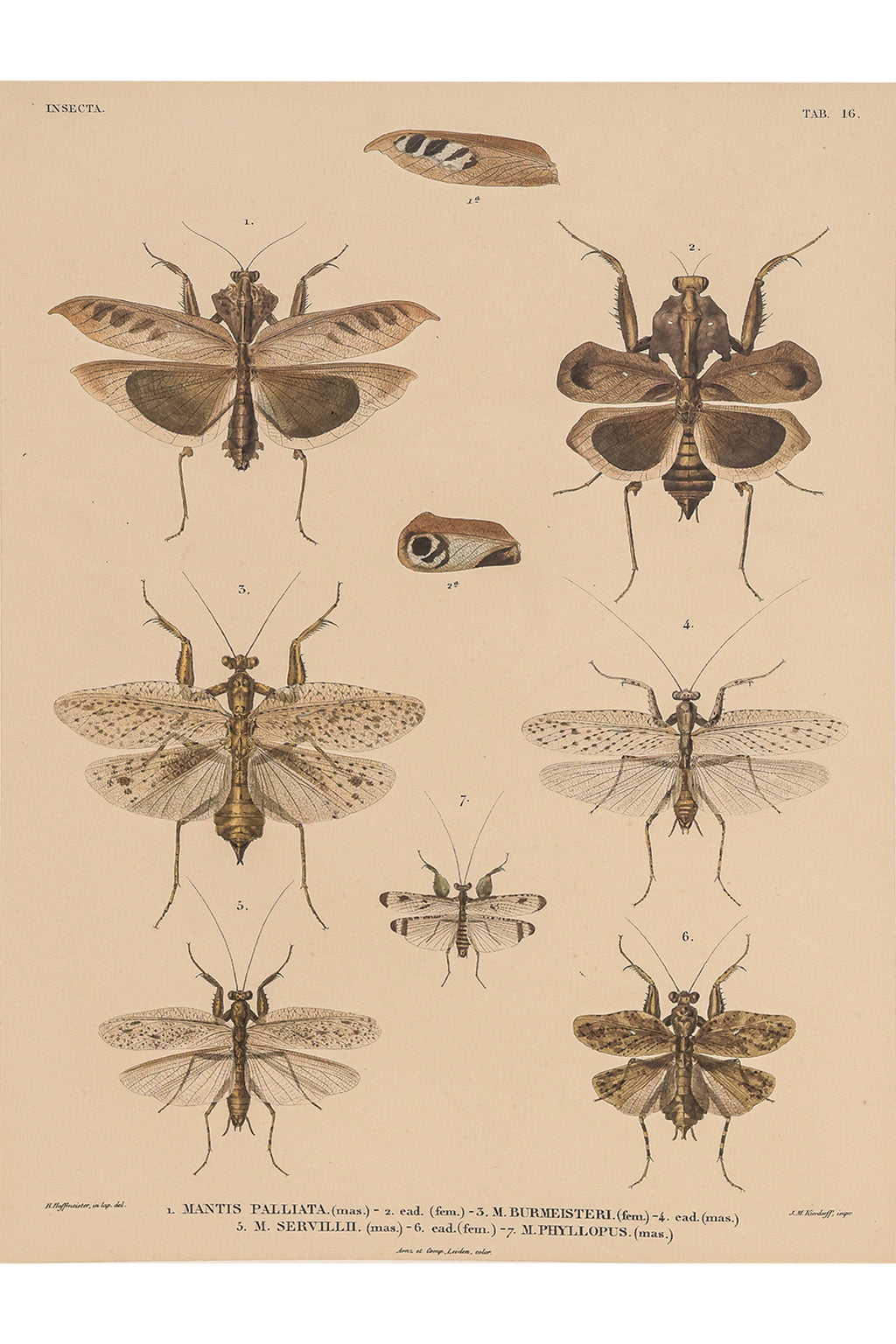A GROUP OF FOUR STUDIES OF INSECTS, WILLEM JOHANNES GORDON, 1839-47