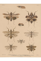 A GROUP OF FOUR STUDIES OF INSECTS, WILLEM JOHANNES GORDON, 1839-47