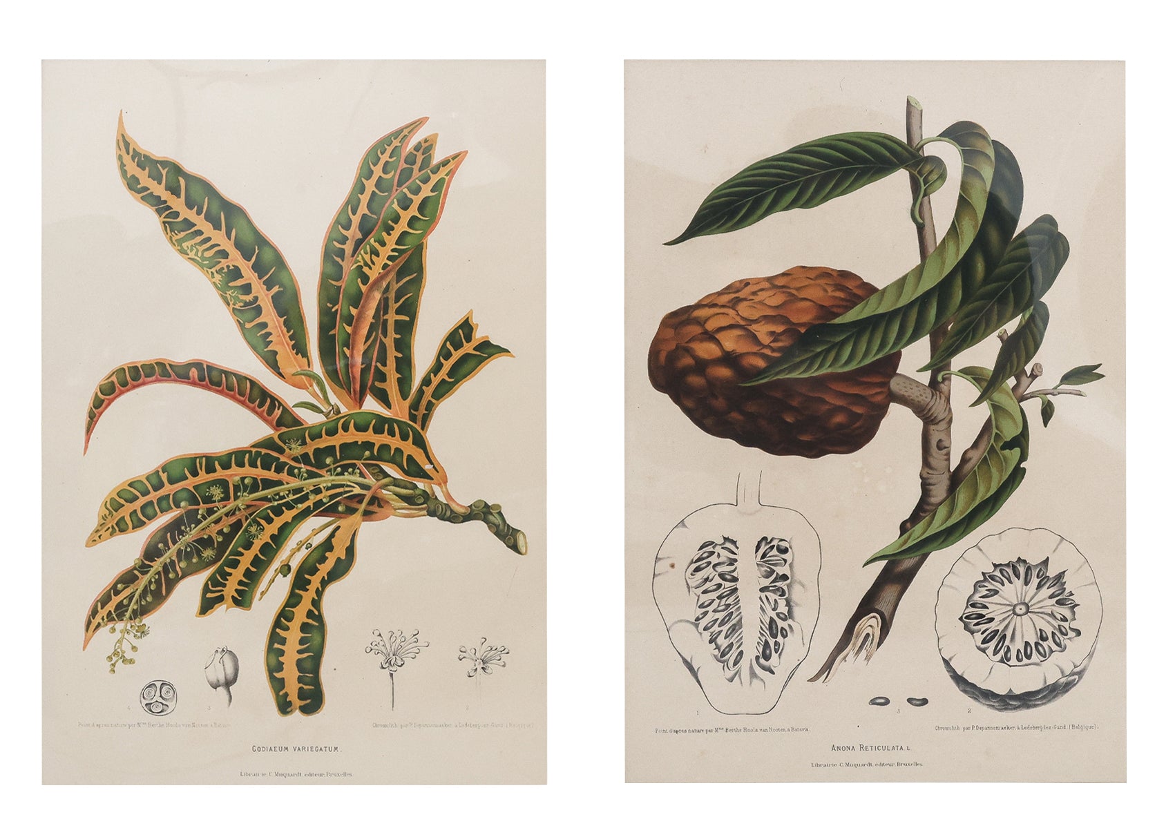 AFTER HOOLA VAN NOOTEN (1840-1885) - TWO BOTANICAL LITHOGRAPHS, CIRCA 1863-1890