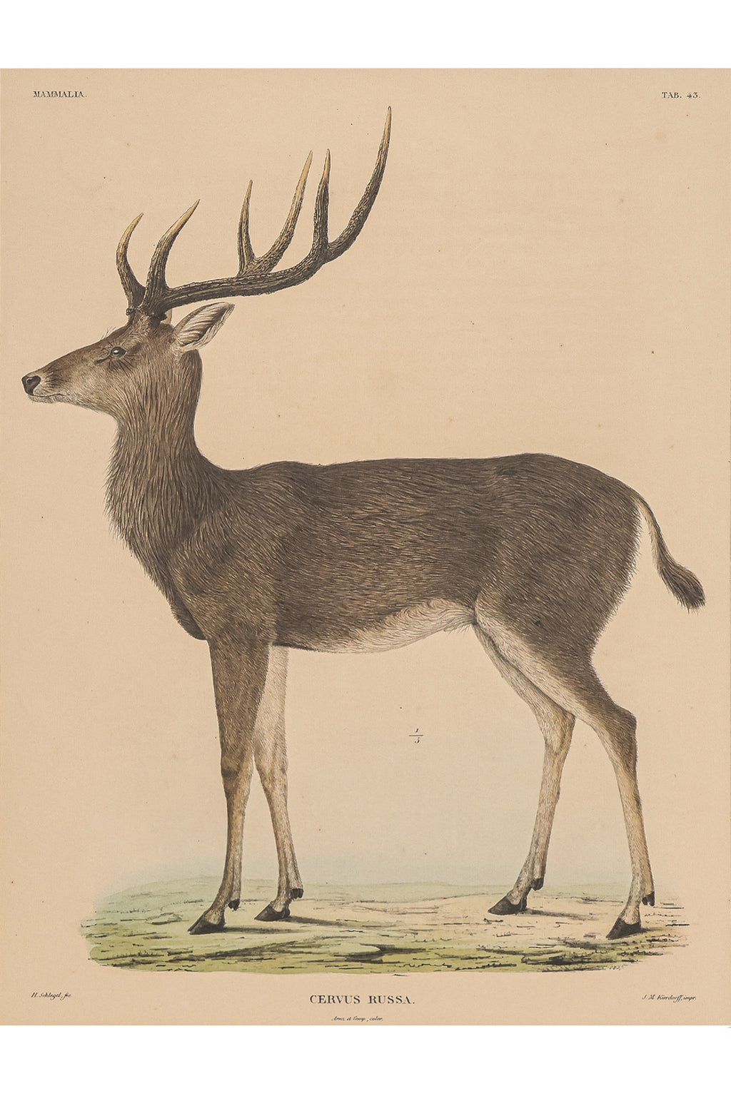 A GROUP OF FIVE STUDIES OF ANIMALS, WILLEM JOHANNES GORDON, 1839-47
