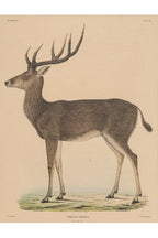 A GROUP OF FIVE STUDIES OF ANIMALS, WILLEM JOHANNES GORDON, 1839-47