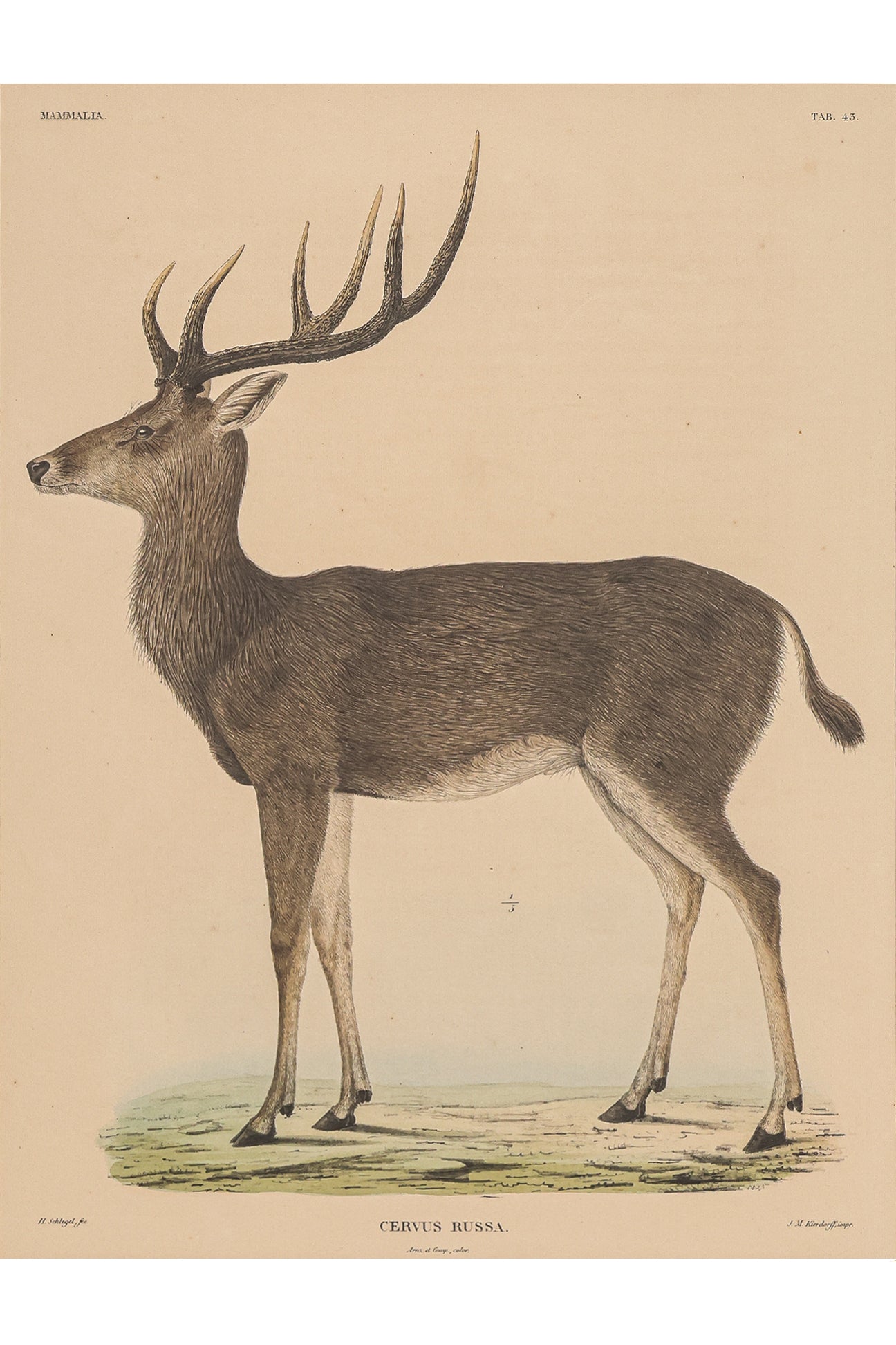 A GROUP OF FIVE STUDIES OF ANIMALS, WILLEM JOHANNES GORDON, 1839-47