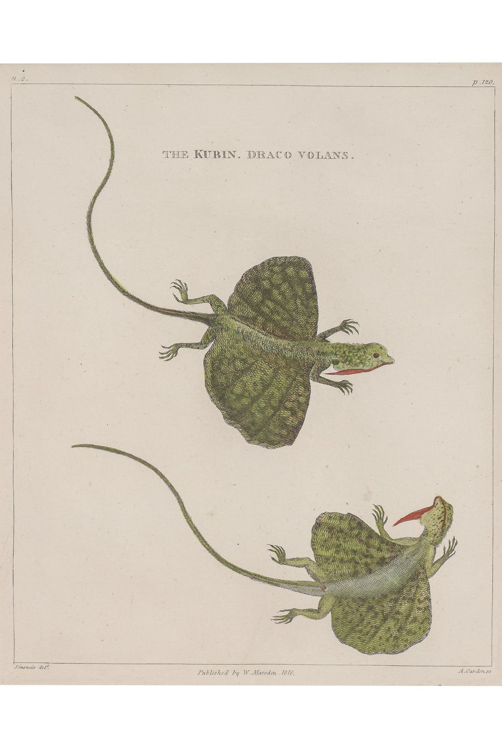 A GROUP OF FOUR STUDIES OF ANIMALS, WILLIAN MARSDEN, 1813