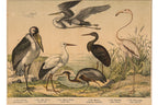 A GROUP OF SIX STUDIES OF ANIMALS, JAKOB FERDINAND SCHREIBER, C. 1886