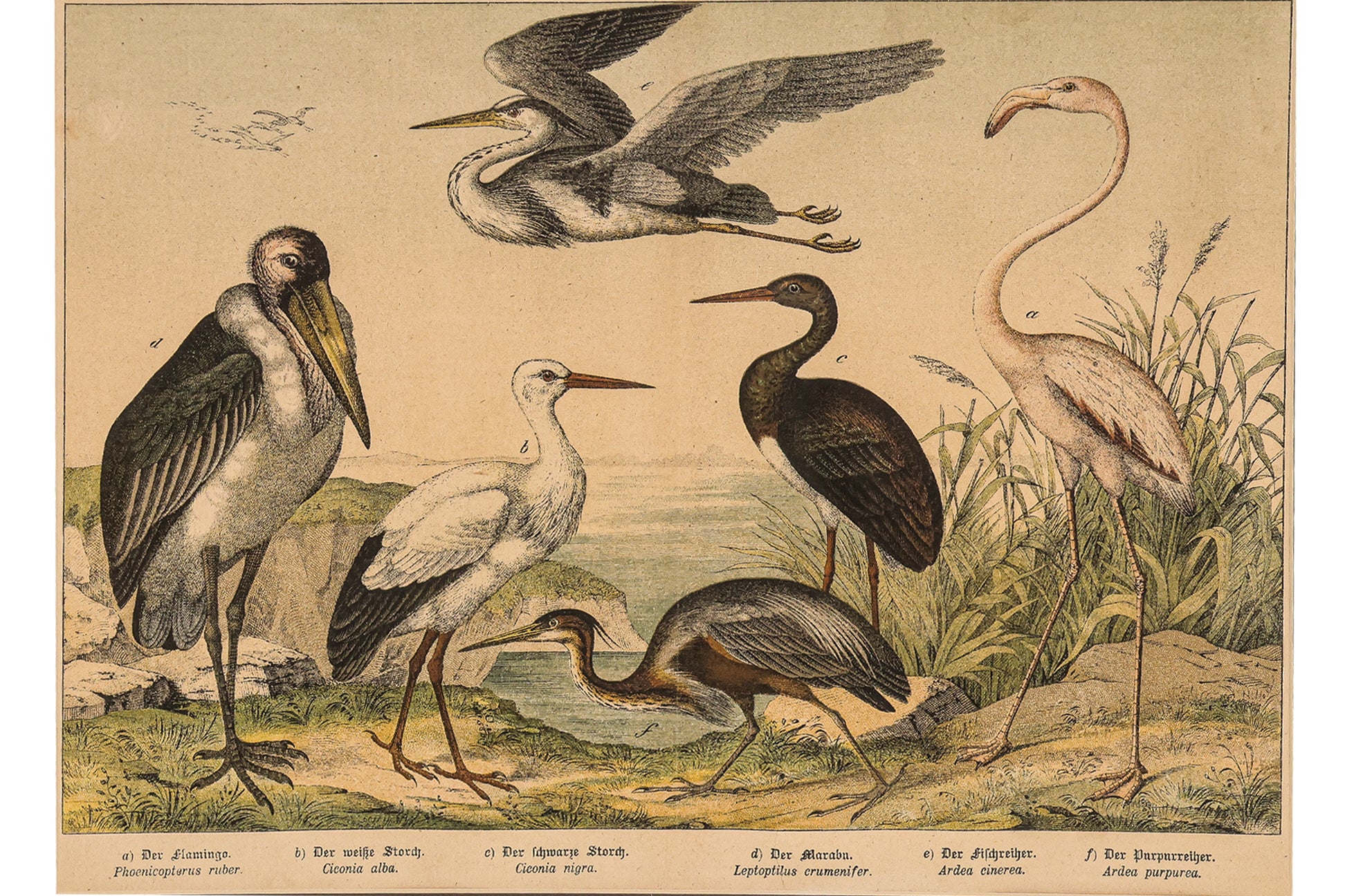 A GROUP OF SIX STUDIES OF ANIMALS, JAKOB FERDINAND SCHREIBER, C. 1886