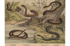 A GROUP OF SIX STUDIES OF ANIMALS, JAKOB FERDINAND SCHREIBER, C. 1886