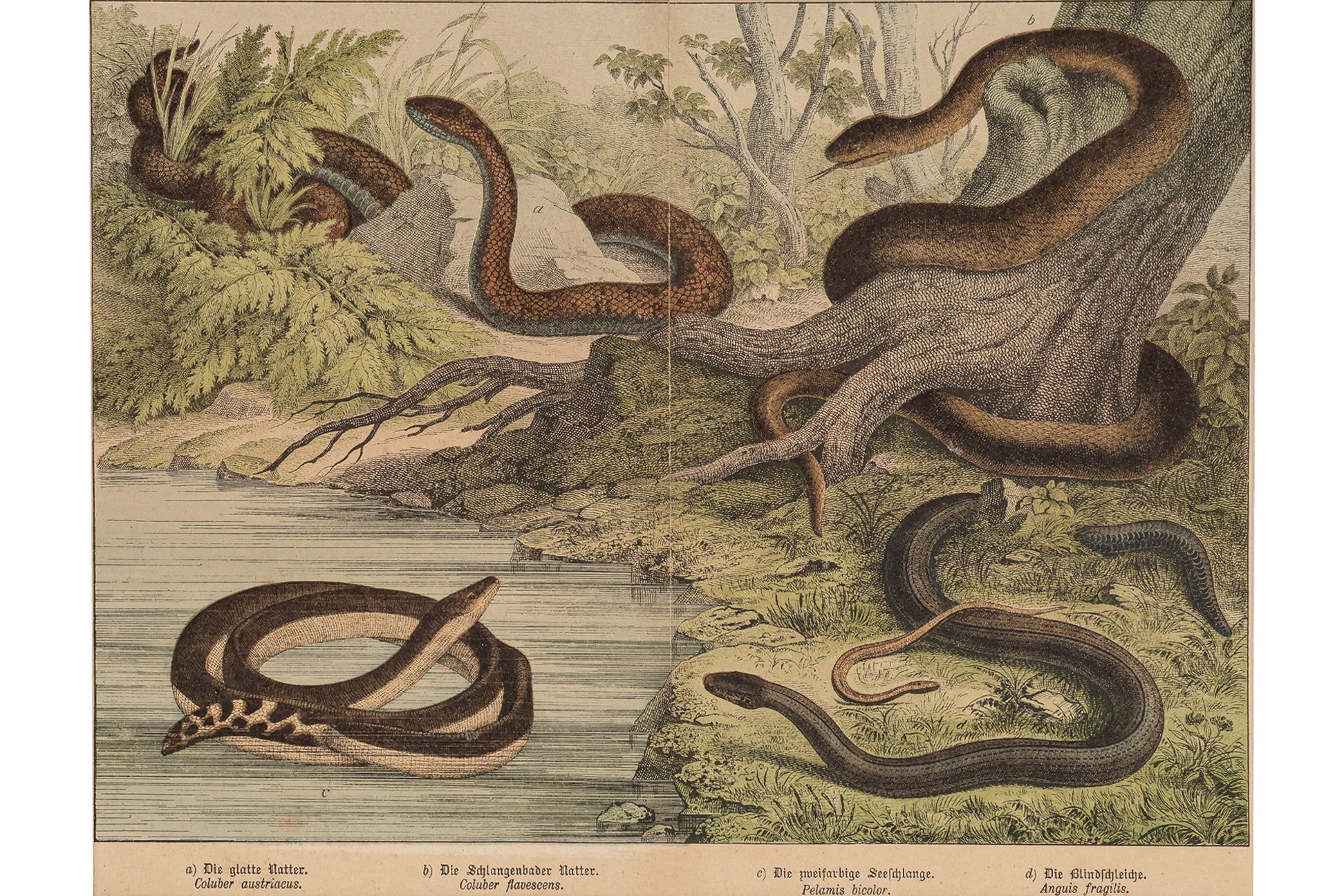 A GROUP OF SIX STUDIES OF ANIMALS, JAKOB FERDINAND SCHREIBER, C. 1886