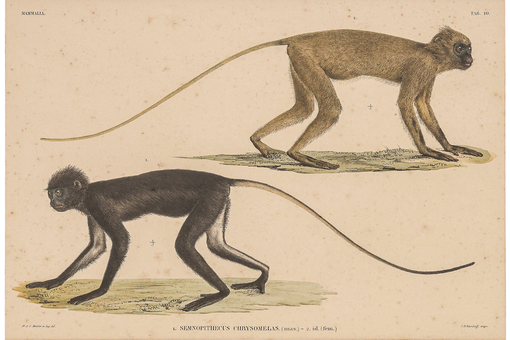 A GROUP OF FIVE STUDIES OF ANIMALS, WILLEM JOHANNES GORDON, 1839-47