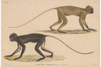 A GROUP OF FIVE STUDIES OF ANIMALS, WILLEM JOHANNES GORDON, 1839-47