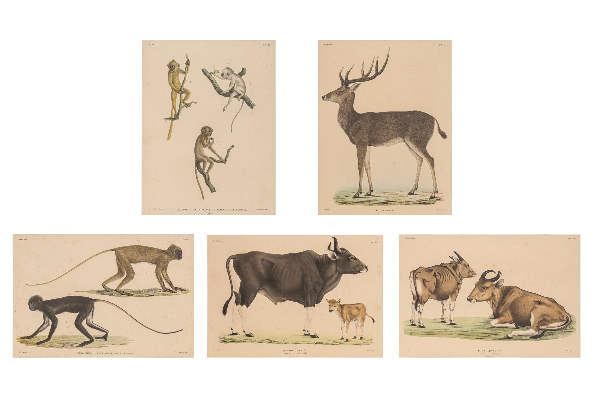 A GROUP OF FIVE STUDIES OF ANIMALS, WILLEM JOHANNES GORDON, 1839-47