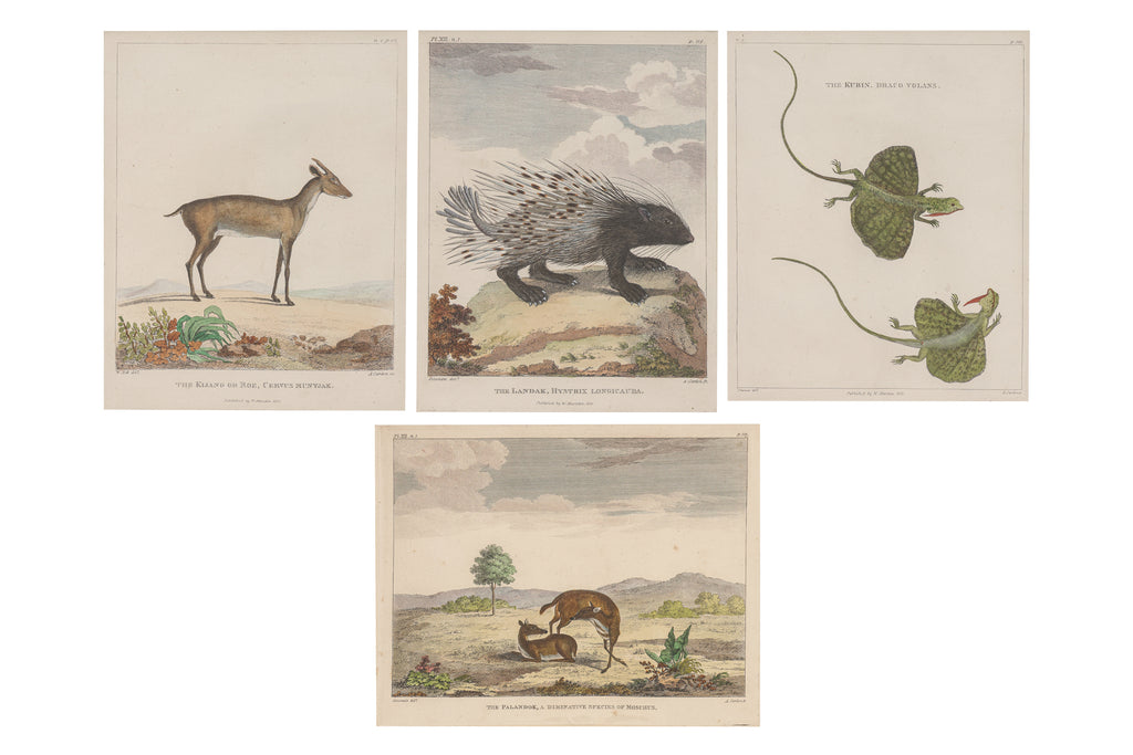 A GROUP OF FOUR STUDIES OF ANIMALS, WILLIAN MARSDEN, 1813