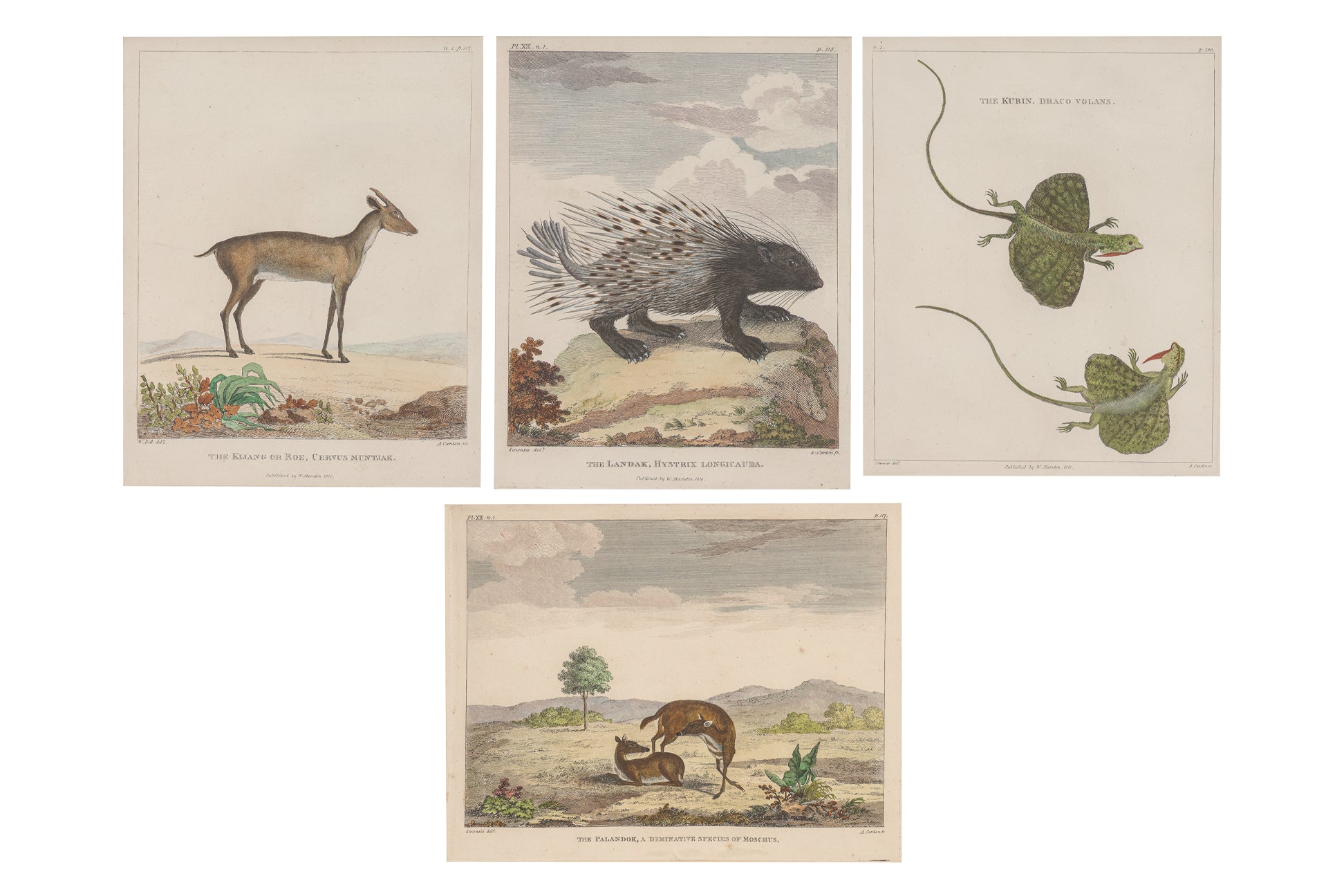 A GROUP OF FOUR STUDIES OF ANIMALS, WILLIAN MARSDEN, 1813