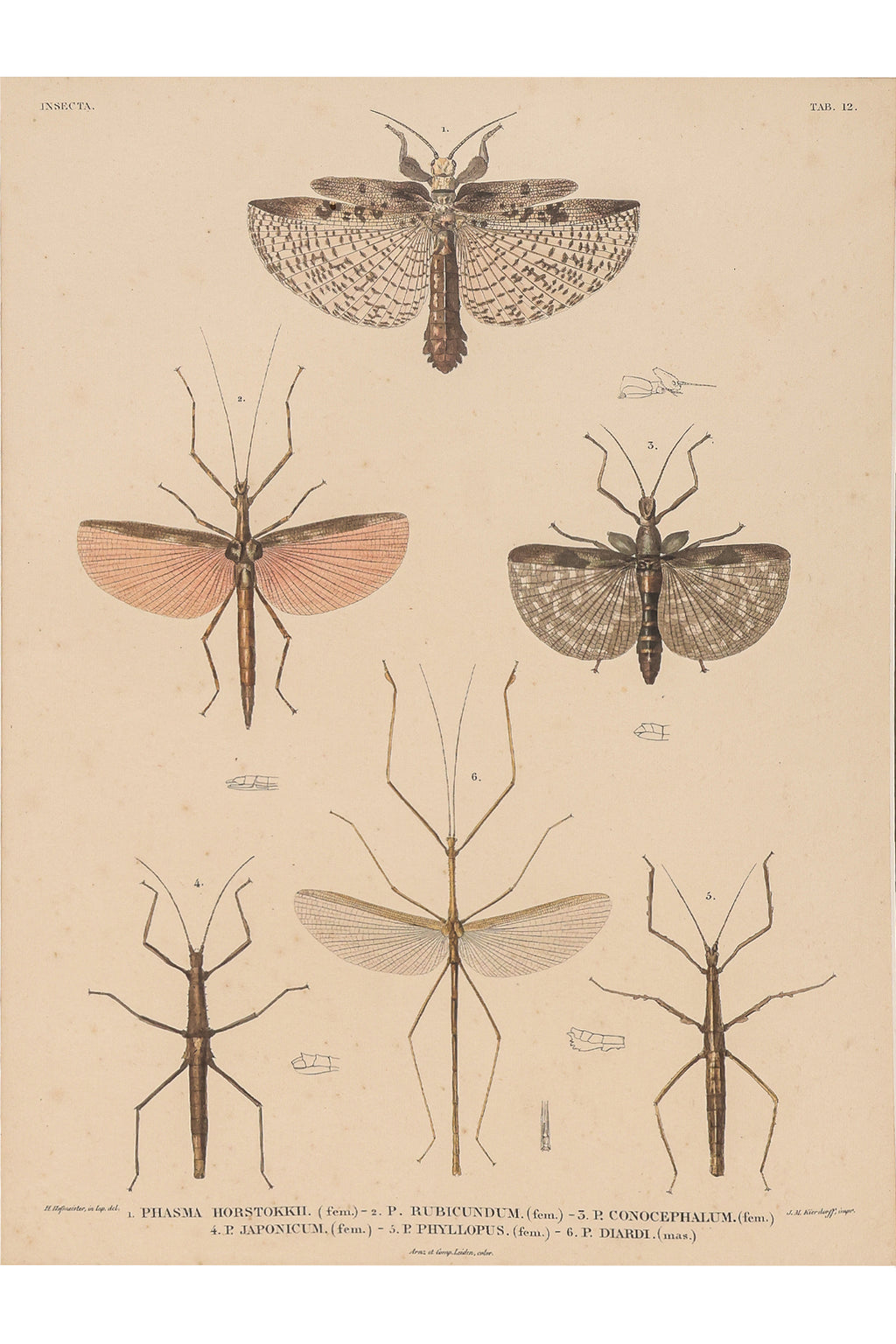 A GROUP OF FOUR STUDIES OF INSECTS, WILLEM JOHANNES GORDON, 1839-47