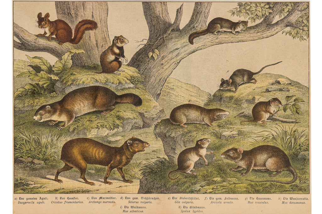 A GROUP OF SIX STUDIES OF ANIMALS, JAKOB FERDINAND SCHREIBER, C. 1886