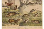 A GROUP OF SIX STUDIES OF ANIMALS, JAKOB FERDINAND SCHREIBER, C. 1886