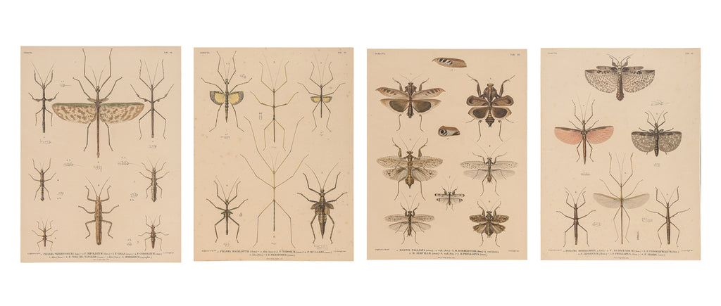 A GROUP OF FOUR STUDIES OF INSECTS, WILLEM JOHANNES GORDON, 1839-47