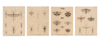 A GROUP OF FOUR STUDIES OF INSECTS, WILLEM JOHANNES GORDON, 1839-47