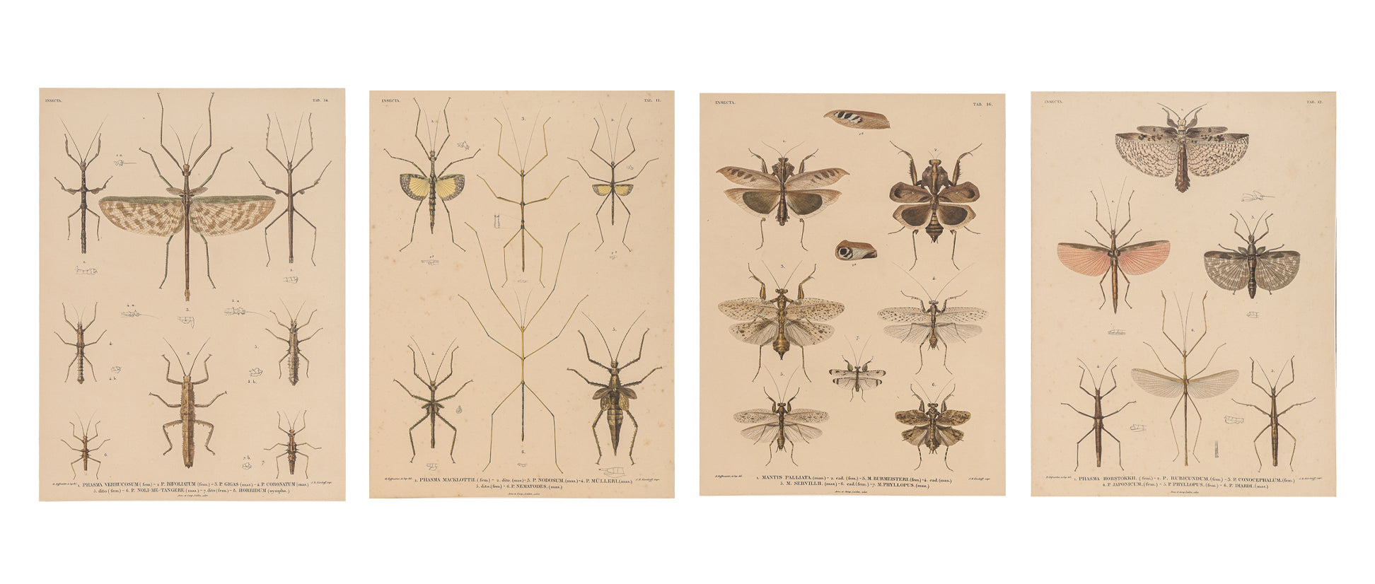A GROUP OF FOUR STUDIES OF INSECTS, WILLEM JOHANNES GORDON, 1839-47