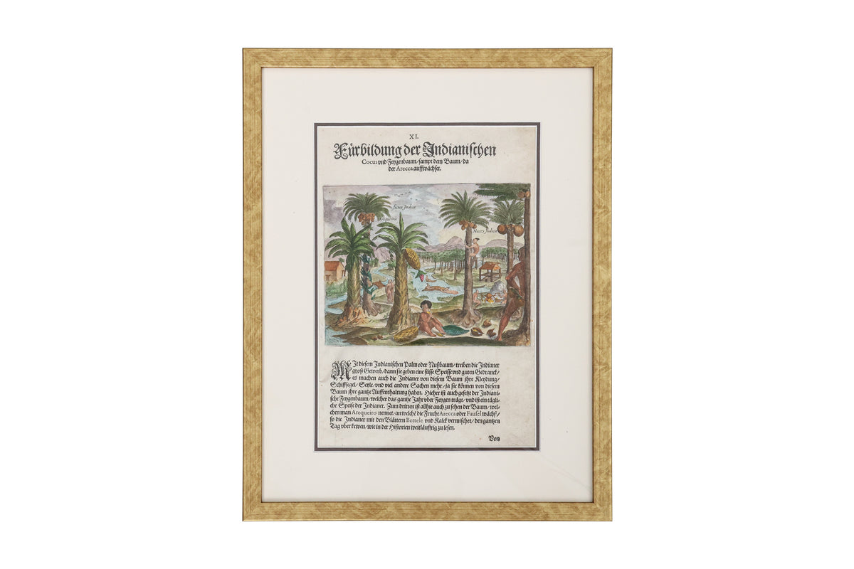 FURBILDUNG DER INDIANISCHEN COCUS UND FEGENBAUM, 1590-1608 THEODORE DE BRY