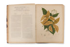 FLEURS, FRUITS ET FEUILLAGES CHOISIS DE L'ILE DE JAVA, BERTHE HOOLA VAN NOOTEN, C. 1880