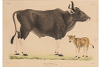 A GROUP OF FIVE STUDIES OF ANIMALS, WILLEM JOHANNES GORDON, 1839-47